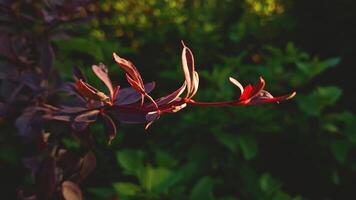 This close-up frame captures a barberry branch with burgundy, purple leaves, illuminated by warm, golden sunlight on the right edge, creating a soft gradient in the shadows. video