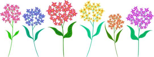 colorful flower set with phlox, verbena, asclepias and myosotis blossoms, botanical collection isolated on white vector