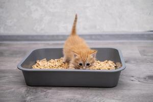 A small kitten in a litter tray photo
