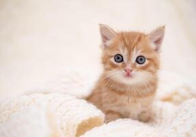 Cute, kitten playing, on a white blanket photo