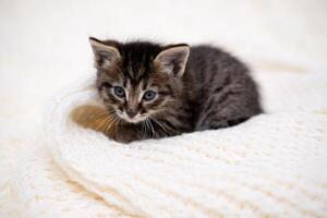Cute kitten, playing. on a white blanket photo