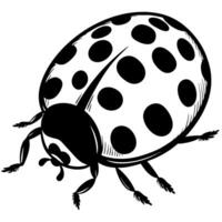 Black and white ladybug illustration detailed insect drawing with dots, line art beetle, isolated animal image vector