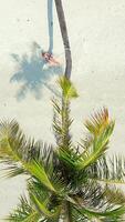 Cinematic top-down drone shot of woman swinging on palm tree over white sand on tropical beach in Thailand. Peaceful, joyful summer moment full of freedom. video