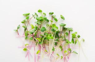 Micro greens isolated on white background, copy space, top view. Assortment of kale baby sprouts, mockup for healthy eating and organic restaurant cooking advertisement photo