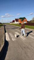 Vertical screen. leisurely walking small white dog across pedestrian crossing in sunny residential neighborhood, capturing carefree bond between pet owner and canine companion during daytime stroll video