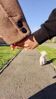 Vertical screen. serene slow motion sequence capturing loving family walking white dog along paved road bordered by grassy landscape, showcasing gentle companionship and shared moment. Walking dog video