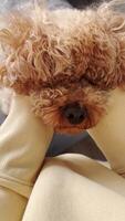 Vertical screen. gentle hand caressing soft apricot poodle fur, revealing deep emotional connection between pet and loving owner during tender, playful interaction. Scratching apricot poodle ears video