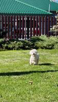 Vertical screen. joyful small white dog running playfully across lush green grass, moving in slow motion toward camera within fenced backyard setting. Excited white dog frolicking across verdant lawn video