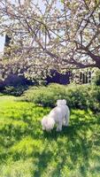 Vertical screen. soft white dog wandering playfully through lush garden lawn, sniffing delicate spring blossoms under sunlit flowering tree, capturing tranquil canine moment. White dog nuzzling blooms video