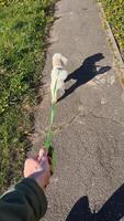 Vertical screen. leisurely stroll featuring white small dog walking on green leash along grassy paved path with dandelion borders, captured in smooth slow motion sequence showcasing pet companionship video