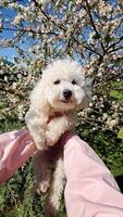 First-person view. caring owner gently lifting adorable white fluffy poodle near blossoming spring tree with pink flowers against sunny blue sky background. Gentle owner holding white fluffy poodle video