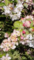 Vertical screen. beautiful pink and white apple tree flowers blooming in spring, captured in a slow motion montage, showcasing the delicate beauty of nature. Pink and white apple blossoms opening video