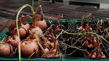 Withered green onion shoots emerging from dry, shriveled bulbs in plastic tray, resting on weathered brick surface as soft natural sunlight highlights parched vegetation and lifeless growth. Dry onion video