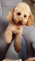 Vertical screen. fluffy poodle gently paws to ask for attention and loving pet owner responds by gently squeezing and playfully interacting with dog, creating an endearing moment. First-person view video