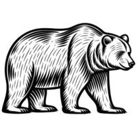 Detailed black and white grizzly bear illustration wild animal drawn in vintage engraving style, isolated on white background vector