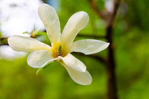 Beautiful magnolia flower blooming in spring with soft green background photo