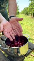 Father and son gather cherries in a sunny orchard on a warm summer day in the countryside video