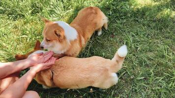 Corgis playfully interacting with each other in a sunny grassy field video