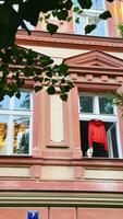 Cat sitting on a windowsill of a vintage building, with a bright red garment hanging outside, surrounded by green leaves and warm sunlight illuminating the scene video