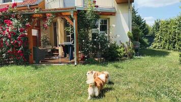 Corgis enjoying a sunny day in a garden with flowers and a cozy house in the background video