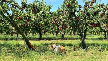 Corgi explores cherry orchard on a sunny day surrounded by trees and ripe cherries video