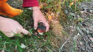 Mushroom picking in autumn, cutting boletus mushroom, close video