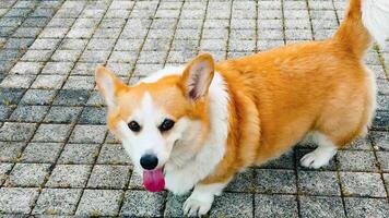 Corgi enjoys a playful moment while lying on the ground during a sunny day outdoors in the park video
