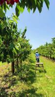 Father and son gather cherries in a sunny orchard on a warm day video