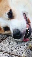 Corgi enjoys a sunny day lying on the ground, happily relaxing and soaking up the warmth outdoors video