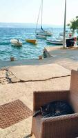 Relaxing cat by the waterfront in Croatia with boats in the background on a sunny day video