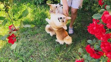 Happy corgis playing in a garden full of blooming roses on a sunny day video