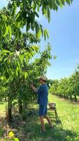 Father and son enjoy cherry picking together in a sunny garden video