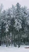 A stunning snowy forest with tall, majestic evergreen trees dominating landscape video