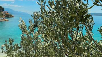 Olive trees frame stunning turquoise waters overlooking distant mountains in a serene coastal setting video
