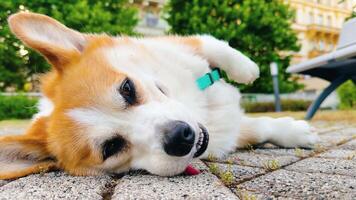 Corgi enjoys playful afternoon in the park with beautiful scenery and relaxed atmosphere video