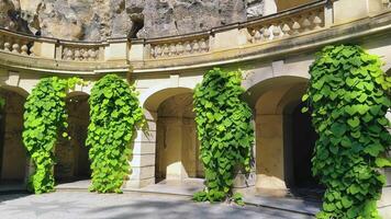 Explore the beauty of towering green vines against historic architecture in a serene outdoor space video