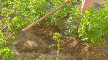 Cultivating Healthy Potatoes in Lush Green Fields for a Sustainable Harvest video