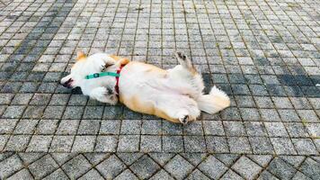 Corgi rolls happily on the ground in the park during a sunny afternoon video