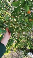 Harvest Time A Hand Reaching for Fresh, Juicy Fruits in a Beautiful Setting video