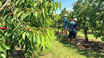 Father and son enjoy cherry picking together in a sunny orchard on a warm day video