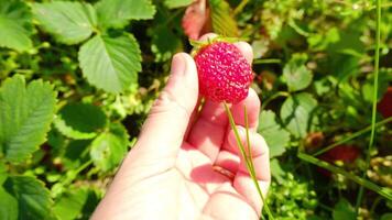 Experience Freshly Picked Strawberries in a Beautiful, Lush Garden Environment video