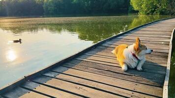 Corgi enjoys a sunny day by the tranquil lake with a duck swimming peacefully nearby video