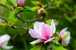 Magnolia blossoms bloom in spring garden highlighting delicate pink petals and fresh greenery photo
