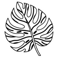Tropical monstera leaf outline black and white single leaf drawing with distinctive splits and natural details, botanical art vector