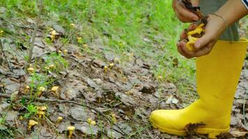 amazing experience of Mushroom Foraging with Yellow Boots in beautiful forest video