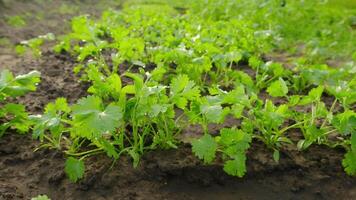 vibrant green seedlings thriving in rich and fertile soil create beautiful scene video