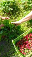 Strawberry Harvesting Taking Place in a Beautiful, Lush Green Field video