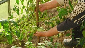 Harvesting Fresh and Vegetables in a Greenhouse Setting for Optimal Growth video