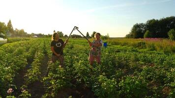 group of women engaged in agricultural work within a colorful and vibrant field video