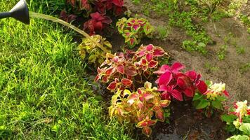 In a colorful garden, vibrant plants are being watered today for their health video